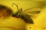 Fossil Fly (Diptera) and a Mite (Acari) in Baltic Amber #142188-1